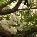 라일락 꽃말 -젊은 날의 추억, 아름다운 맹세 (흰색) 이미지