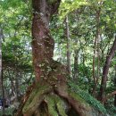 한라산둘레길 돌오름길 이미지