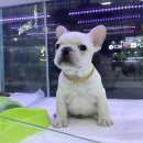 멍멍클럽 이미지