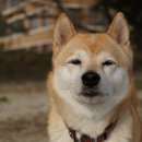 이누이누