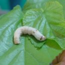 한미(아) 이미지