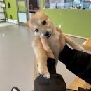 멍멍아 준비땅 이미지