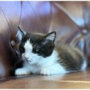 도그마루 동물병원 이미지