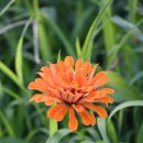 번영교(남구) 화장실 | 울산 백일홍이 태화강변 유채꽃단지의 번영교 부근에 만개 : 시민들이 여름 꽃 나들이와 황토길 산책로...