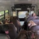 댕댕이버스 이미지