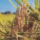 내고향쌀직판점 이미지