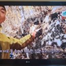 장생산약초 이미지