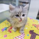 예림애견용품 아울렛 이미지