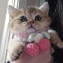 더 브리티쉬 | 수원고양이분양 방문자후기｜먼치킨·브리티쉬숏헤어·랙돌 만족스러운 상담 후기~!