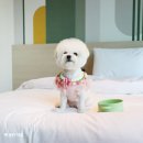 이비스 스타일 앰배서더 인천에어포트 이미지