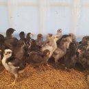 우석농장(2농장) 이미지