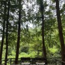 양평포레스트 스테이 | 수도권 5성급 캠핑장 양평 스테이네이처 솔직 후기