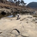 도꾸야 | 대구 칠곡 애견미용 반려견 목욕은 도꾸야에서