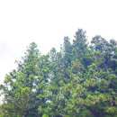 순천-46호 | 순천 가볼만한곳 선암사 승선교와 강선루 포토존