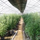 영우농장 이미지