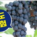 아우라 농장 이미지