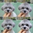 YOU DOG | 인천 송도동 강아지분양 Dog for you 업체 정보 후기