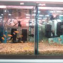 D.C백화점 이미지