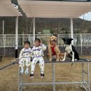 단장면 반려동물지원센터 | 밀양 아이랑 가볼만한곳 추천 | 밀양 선샤인테마파크 반려동물지원센터 체험과 무료 실내놀이터 후기