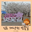 쉼터주유소 | 김포 계양천 2026 벚꽃축제 미리 다녀온 실시간 후기, 사람 없을 때 가니 더 좋았던 이유