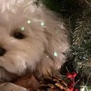 (신규)귀여운 펫자수 이미지