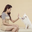 24시 더케어 동물의료센터 이미지