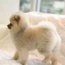 포메라니안 곰돌이컷 + 포메 미용사진 + 송파용인애견미용
