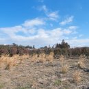 신흥리 마을진입로_0010 | 무료 동백꽃 명소 정리, 제주 서귀포 남원읍 1월 말 동백 핫플 영상