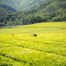 보성읍사무소앞 이미지