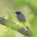 Common Redstart 붉은꼬리딱새 수컷,암컷 2023년 6월8일 몽골 울란바토르 이미지