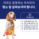 스페푸 | 스페푸 이뮨실드플러스 관절!!! 해솔이가 죠아해
