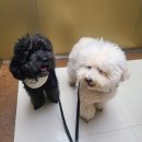 마리독 | 오산 애견카페 셀럽도기🐶 강아지 다섯마리 다견가정 미용&amp;애카 후기