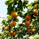 수장농장 이미지