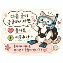 판초 | 프리다이빙 판초 추천 | 비싼 브랜드대신 선택한 가성비 판초 후기