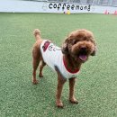 CFM애견유치원 이미지