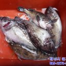 연안유선 네이버블로그