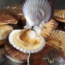 가리비세상 이미지