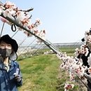 플럼