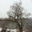 나무야 나무야 이미지