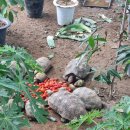 일식농장 이미지