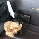 🐩부산에 푸들 임보나 입양하실 분 찾습니다!🐩 추가) 포인핸드 주소 이미지