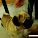 캣독카페 이미지