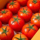토마토 이미지
