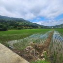 대곡농로 이미지