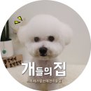 개들의 집 이미지