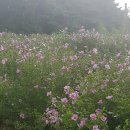 무궁화 슈퍼 이미지