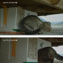 고양이 소녀 서영이와 호두의 이야기 이미지
