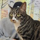 집사의하루 노원점 이미지