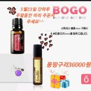 라벤더블룸 이미지