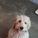 은퇴한 수의사의 저택 이미지